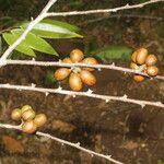 Xylopia sericea Fruit