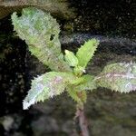 Sonchus asper Blatt