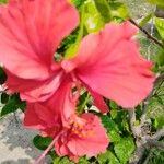 Hibiscus schizopetalusFlors