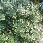 Ficus microcarpa List