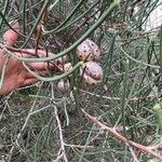 Hakea drupacea 果實