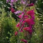 Gladiolus × byzantinus Blomst