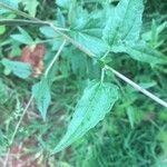 Eupatorium altissimum Levél