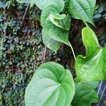 Dioscorea villosa Blatt