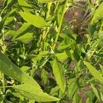 Chenopodium ficifolium Lehti