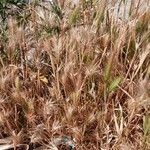 Hordeum marinum Лист