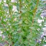Chromolaena hirsuta Hoja