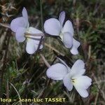 Viola corsica Květ