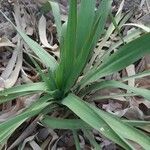 Yucca rupicola Лист