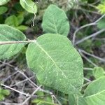 Lonicera ciliosa Leaf