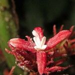 Hoffmannia liesneriana