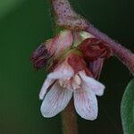 Melochia nodiflora Flor