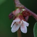 Melochia nodiflora Flower