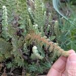 Cosentinia vellea Likasa
