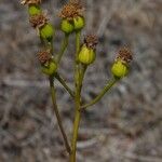 Senecio decaryi Flor