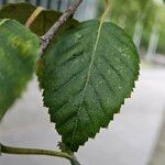 Betula utilis Folha