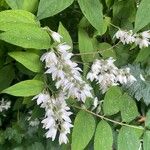 Deutzia crenata फूल