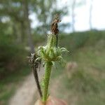 Picris hieracioides Fruit