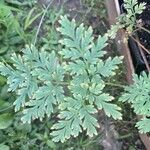 Dicentra eximia List