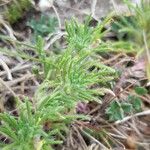 Ajuga chamaepitys Blad