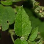 Croton ciliatoglandulifer Blad