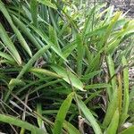 Bromelia karatas Агульны выгляд