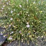 Gypsophila muralis Цветок