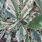 Photinia fraseri Blad