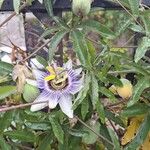 Passiflora caeruleaFlower