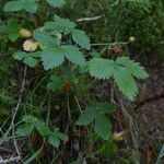 Fragaria vesca Pokrój