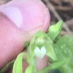 Epipactis phyllanthes Flower