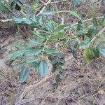 Sophora tomentosa Leaf