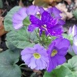 Primula hirsuta Λουλούδι