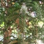 Abies cephalonica Fuelha