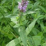 Stachys palustris बार्क (छाल)