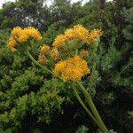 Senecio aronicoides Floare