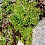 Cherleria sedoides Habit