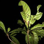 Byrsonima christianeae Other