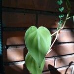 Philodendron hederaceum ഇല