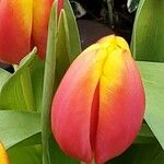 Tulipa kaufmanniana Flor
