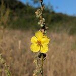 Verbascum sinuatumFlower