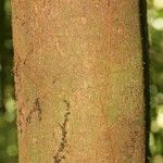 Protium apiculatum Kabuk