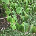 Cornus kousa Листок