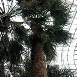 Washingtonia filifera عادت داشتن