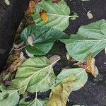 Morus alba Hoja