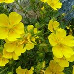 Potentilla grandiflora Flor