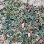 Erodium corsicum Yaprak