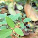 Desmodium scorpiurus Folha