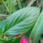 Impatiens walleriana পাতা