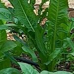 Rumex patientiaFolla